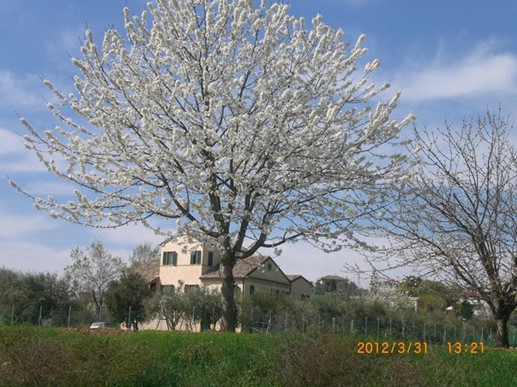 I Ciliegi Bed and Breakfast Osimo Eksteriør billede